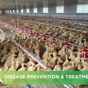 INFECTIOUS SINUSITIS IN GOOSES AND DUCKS