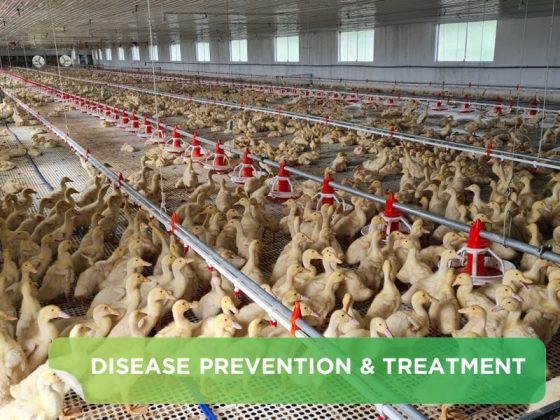 INFECTIOUS SINUSITIS IN GOOSES AND DUCKS