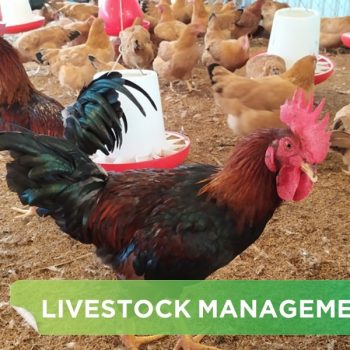 HOW TO CONTROL THE MORTALITY RATE OF BROILER CHICKENS IN THE SELLING STAGE