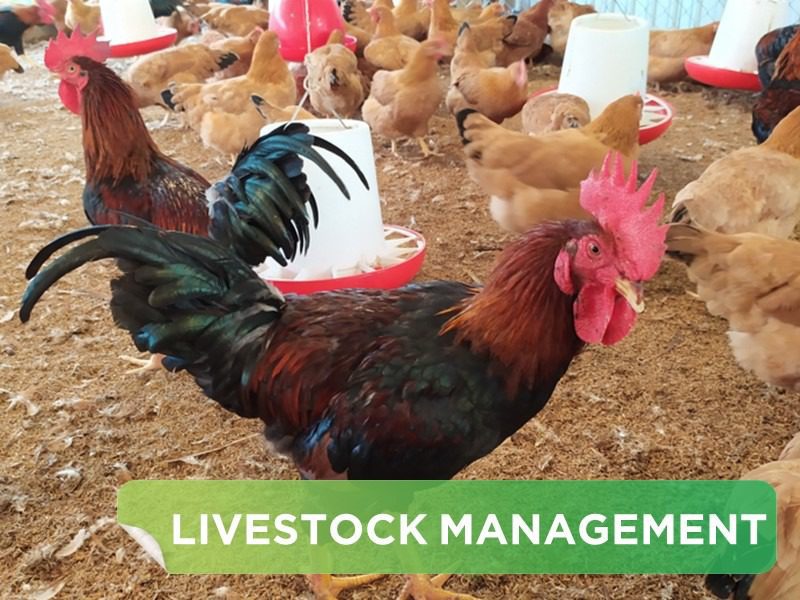 HOW TO CONTROL THE MORTALITY RATE OF BROILER CHICKENS IN THE SELLING STAGE