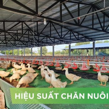 HIỆU SUẤT CHĂN NUÔI TRẠI VỊT- KHÁCH HÀNG NGUYEN THANH KHOI