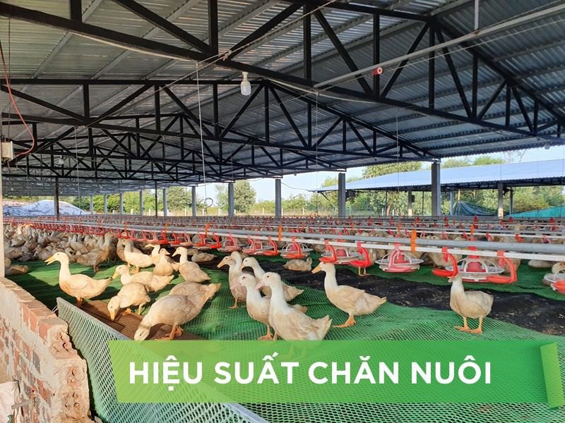 HIỆU SUẤT CHĂN NUÔI TRẠI VỊT- KHÁCH HÀNG NGUYEN THANH KHOI
