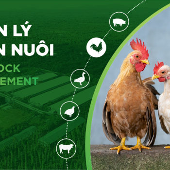 HOW TO CONTROL THE MORTALITY RATE OF BROILER CHICKENS IN THE SELLING STAGE
