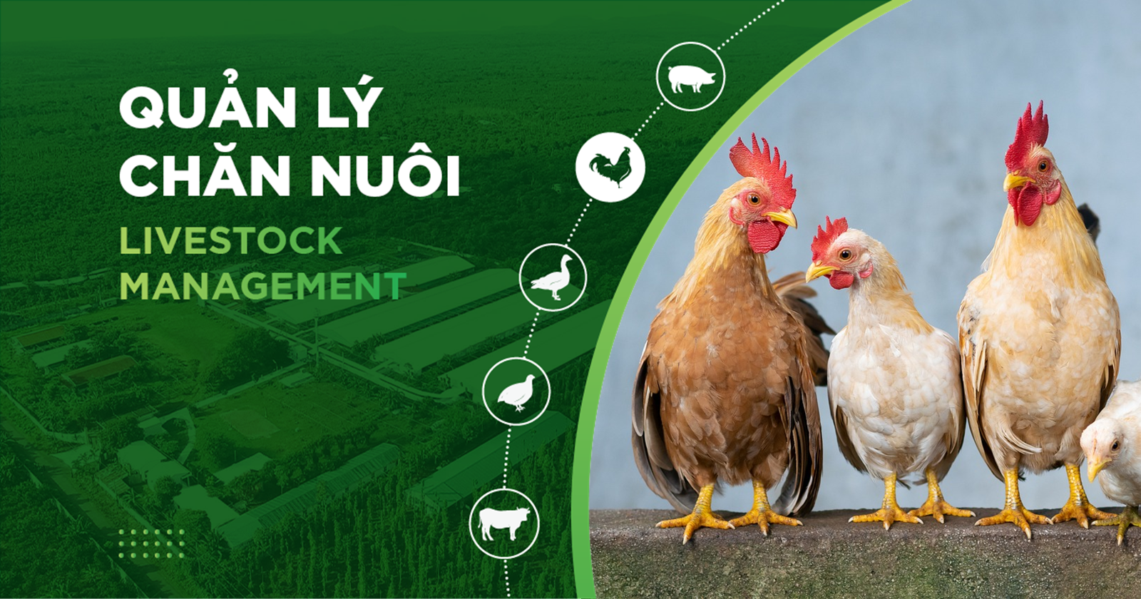 CÁCH KIỂM SOÁT TỶ LỆ CHẾT CỦA GÀ THỊT GIAI ĐOẠN XUẤT CHUỒNG