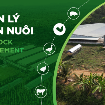 QUY TRÌNH VỆ SINH CHUỒNG TRẠI TRƯỚC KHI BẮT ĐẦU NHẬP MỘT ĐỢT GIỐNG MỚI