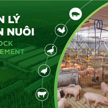 An Toàn Sinh Học Trong Chăn Nuôi Heo: Giải Pháp Bảo Vệ Đàn Heo Hiệu Quả