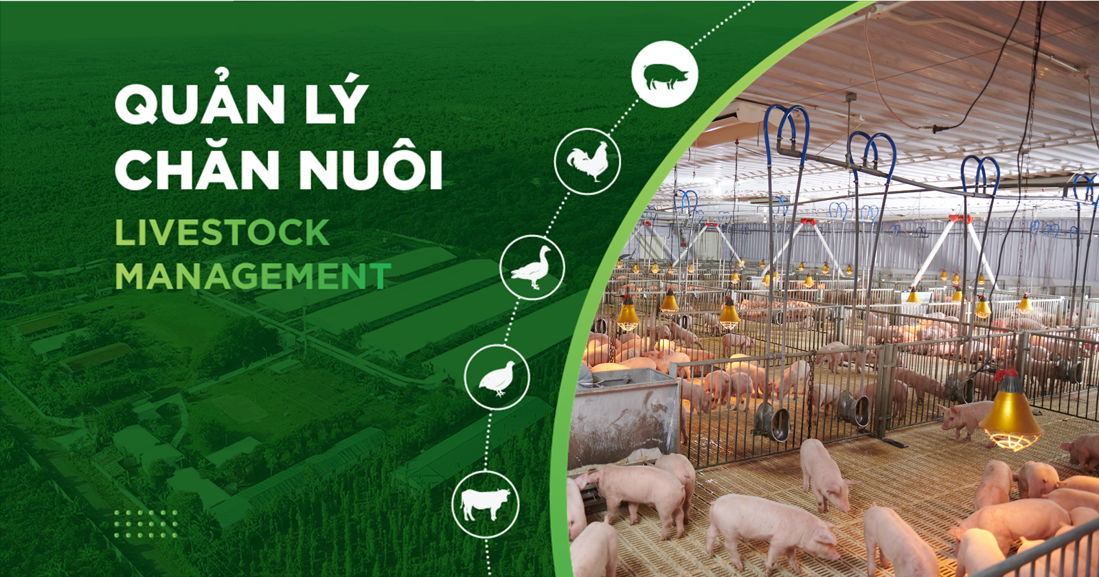 An Toàn Sinh Học Trong Chăn Nuôi Heo: Giải Pháp Bảo Vệ Đàn Heo Hiệu Quả