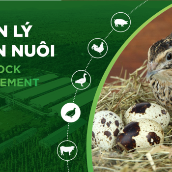 2 MÔ HÌNH CHUỒNG NUÔI CÚT ĐẺ ĐIỂN HÌNH