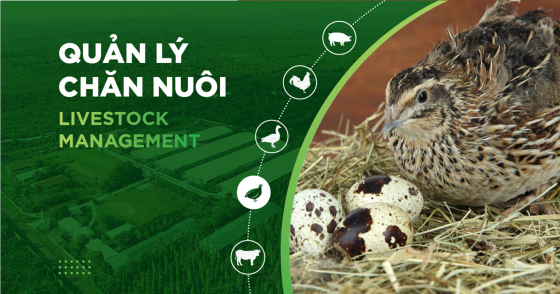 2 MÔ HÌNH CHUỒNG NUÔI CÚT ĐẺ ĐIỂN HÌNH