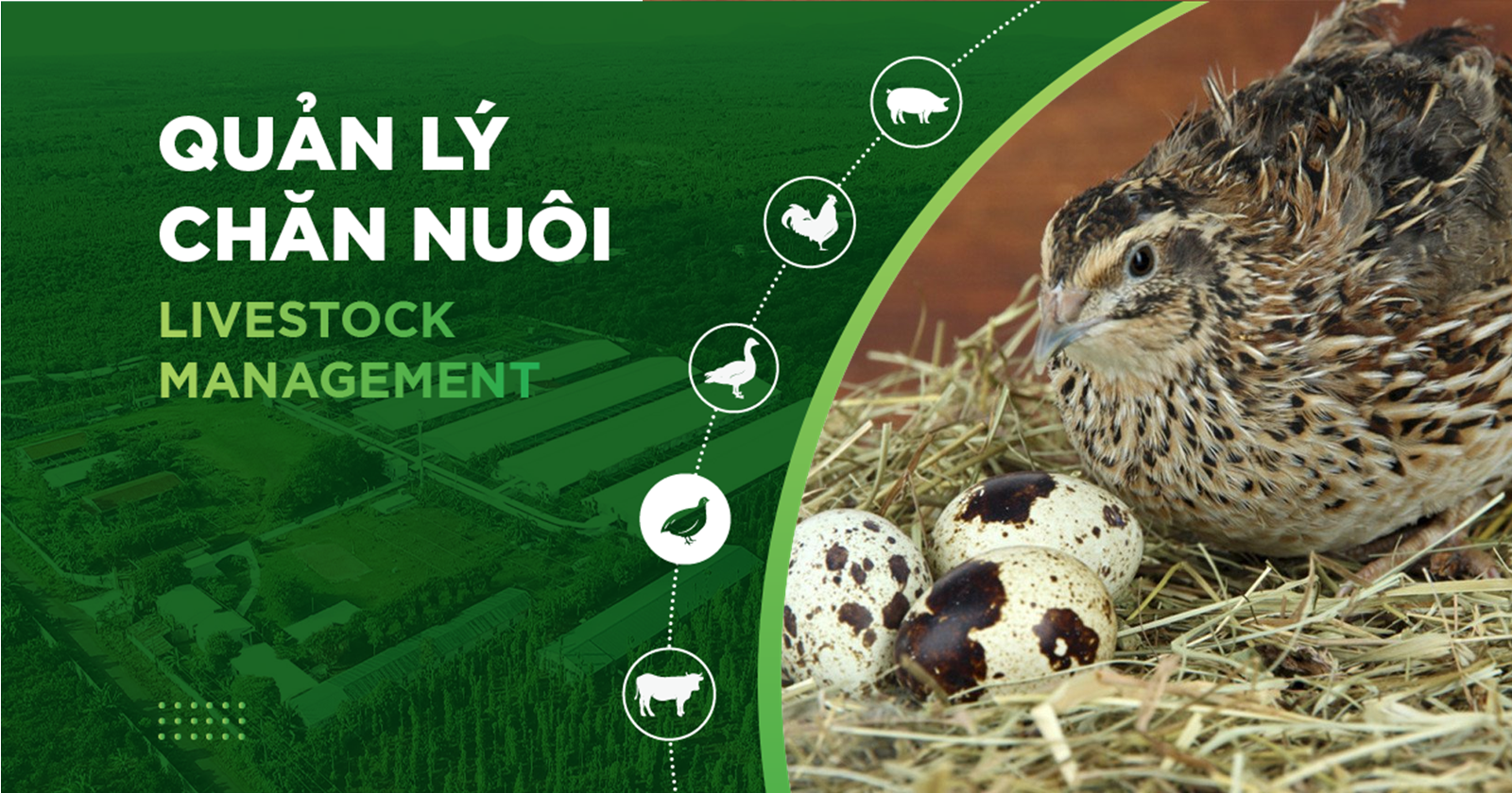 2 MÔ HÌNH CHUỒNG NUÔI CÚT ĐẺ ĐIỂN HÌNH