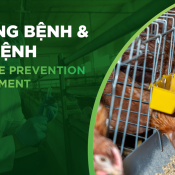 BỆNH NẤM PHỔI, NẤM DIỀU, NẤM ĐƯỜNG TIÊU HOÁ TRÊN GIA CẦM VÀ CÁCH PHÒNG TRỊ BỆNH