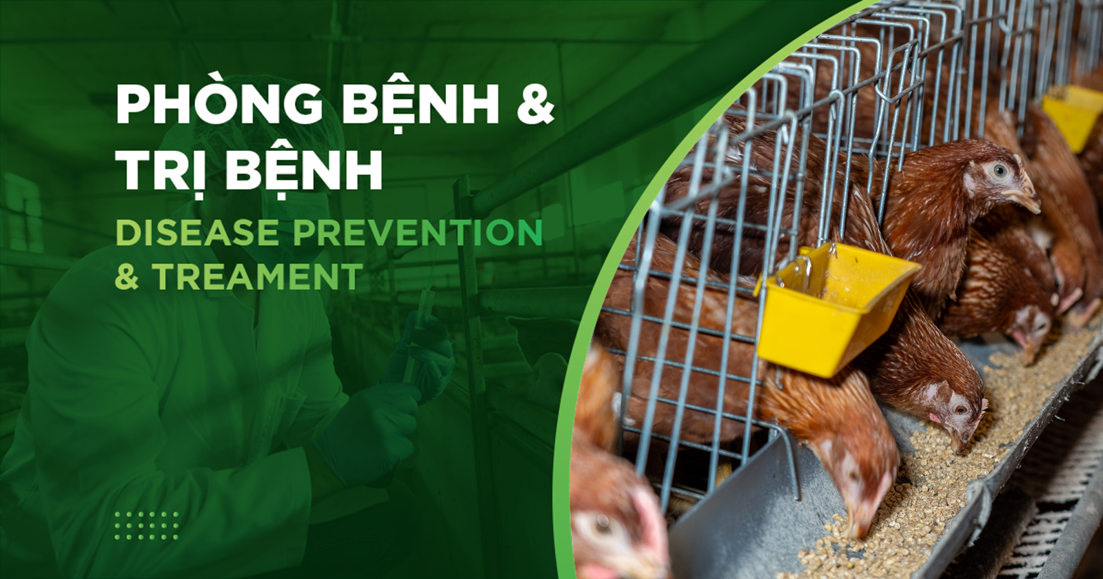 BỆNH NẤM PHỔI, NẤM DIỀU, NẤM ĐƯỜNG TIÊU HOÁ TRÊN GIA CẦM VÀ CÁCH PHÒNG TRỊ BỆNH