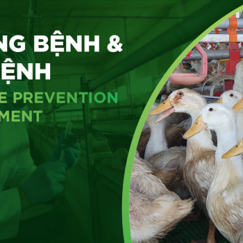 BỆNH VIÊM XOANG MŨI TRUYỀN NHIỄM TRÊN NGAN – VỊT