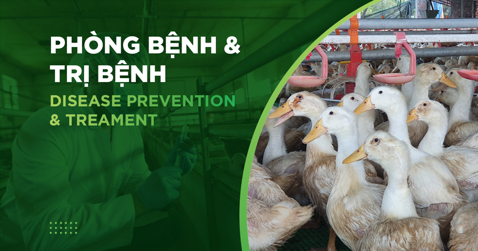 BỆNH VIÊM XOANG MŨI TRUYỀN NHIỄM TRÊN NGAN – VỊT