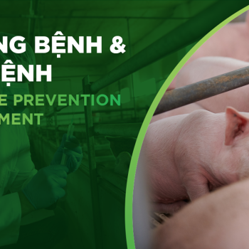 SOME COMMON SEASONAL DISEASES IN PIGS