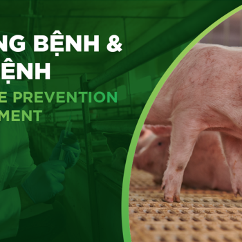 PHƯƠNG PHÁP PHÒNG BỆNH DỊCH TẢ HEO HIỆU QUẢ