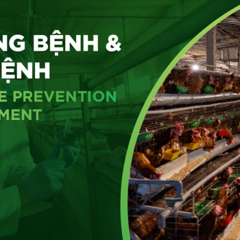 3 TRIỆU CHỨNG THƯỜNG GẶP VÀ CÁCH XỬ LÝ KHI PHÁT HIỆN GÀ NHIỄM BỆNH ORT