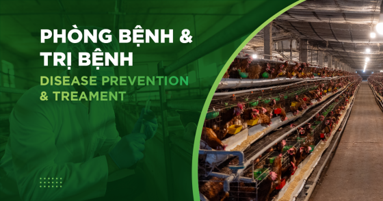 3 TRIỆU CHỨNG THƯỜNG GẶP VÀ CÁCH XỬ LÝ KHI PHÁT HIỆN GÀ NHIỄM BỆNH ORT