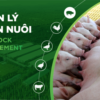 GHÉP ĐÀN, TỐI ƯU QUẢN LÝ HEO CON THEO MẸ VÀ CAI SỮA