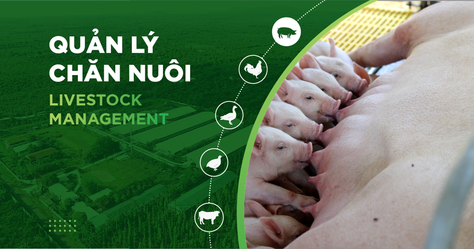 GHÉP ĐÀN, TỐI ƯU QUẢN LÝ HEO CON THEO MẸ VÀ CAI SỮA