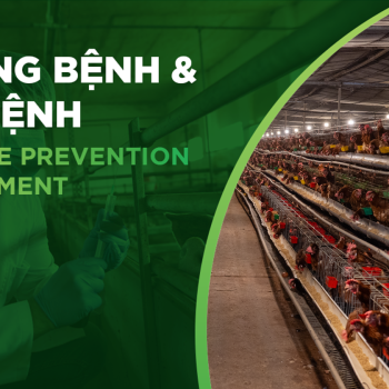 GUIDE TO EFFECTIVE METHODS OF PREVENTION AND TREATMENT OF CRD IN CHICKENS