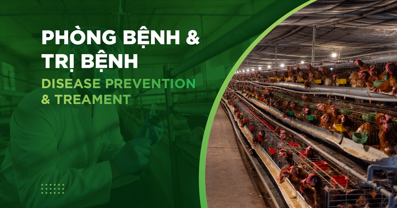 HƯỚNG DẪN PHƯƠNG PHÁP PHÒNG VÀ ĐIỀU TRỊ BỆNH CRD TRÊN GÀ HIỆU QUẢ