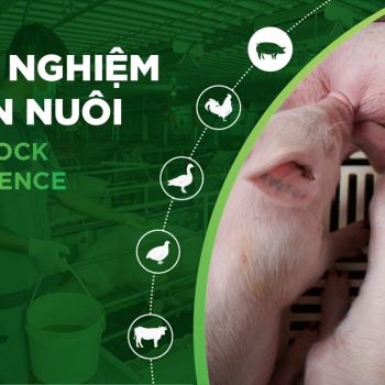 DURABLE WITH GREENFEED’S 3-PILLAR SOLUTION SET TO THE SUCCESS OF CUSTOMERS BASED IN BINH DINH