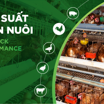 HIỆU SUẤT CHĂN NUÔI TRẠI GÀ- KHÁCH HÀNG TRẠI HKT