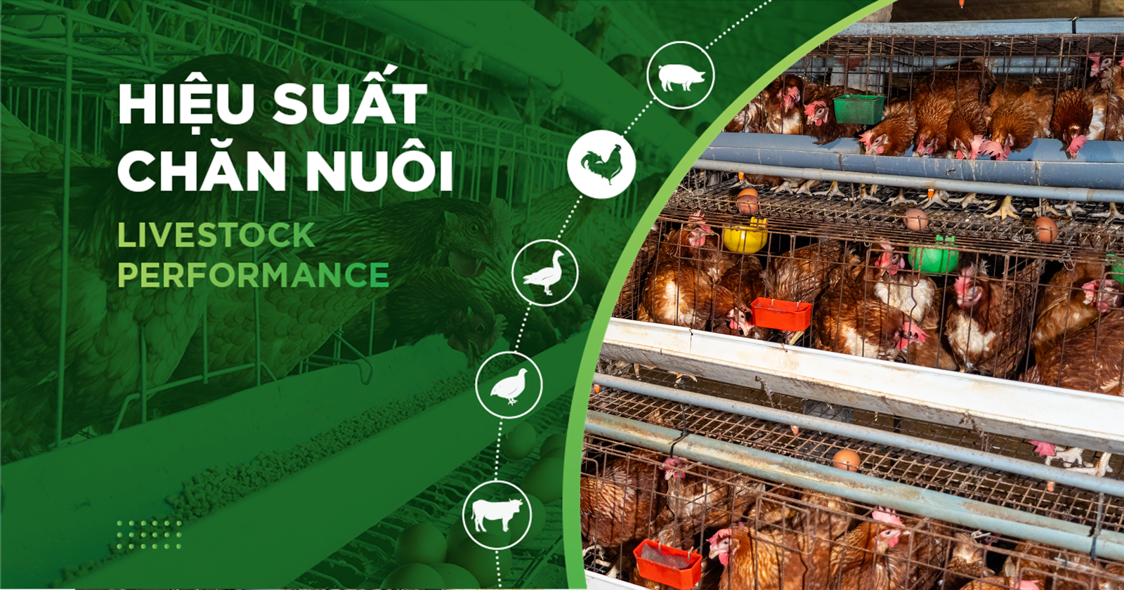HIỆU SUẤT CHĂN NUÔI TRẠI GÀ- KHÁCH HÀNG TRẠI HKT