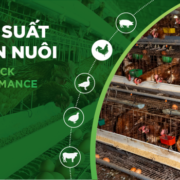 HIỆU SUẤT CHĂN NUÔI TRẠI GÀ- KHÁCH HÀNG NGUYỄN VĂN KIÊN