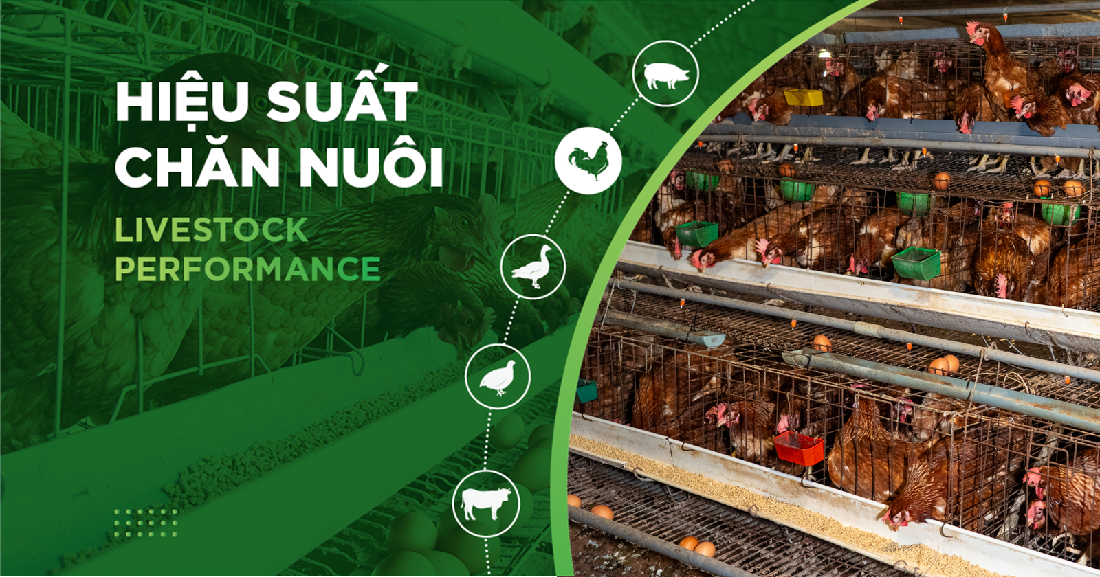 HIỆU SUẤT CHĂN NUÔI TRẠI GÀ- KHÁCH HÀNG NGUYỄN VĂN KIÊN
