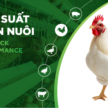HIỆU SUẤT CHĂN NUÔI TRẠI GÀ- KHÁCH HÀNG DŨNG CÚC