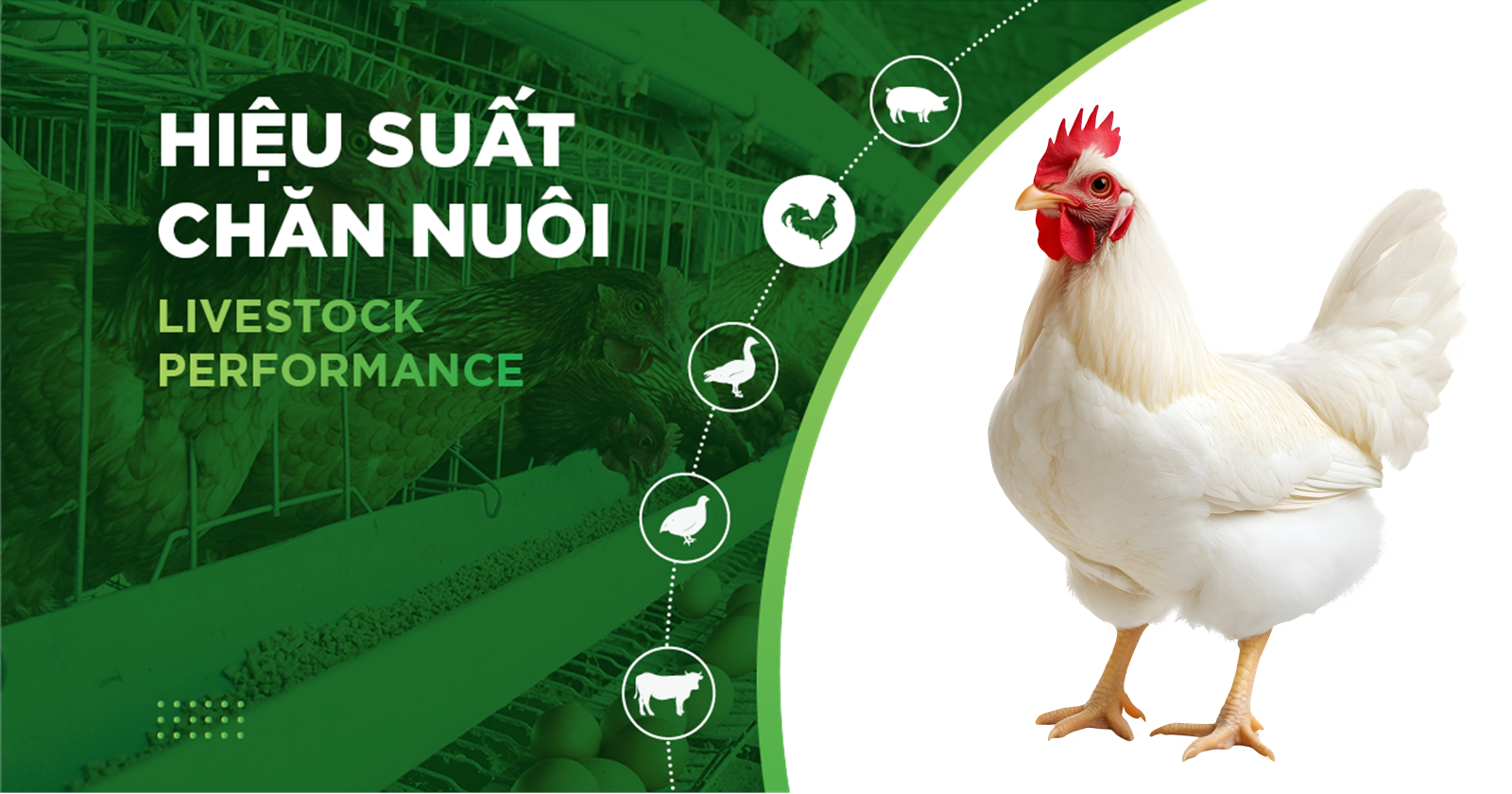 HIỆU SUẤT CHĂN NUÔI TRẠI GÀ- KHÁCH HÀNG DŨNG CÚC