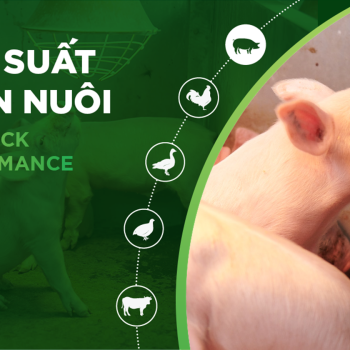 HIỆU SUẤT CHĂN NUÔI TRẠI HEO- KHÁCH HÀNG TRẦN THỊ MỸ HẠNH