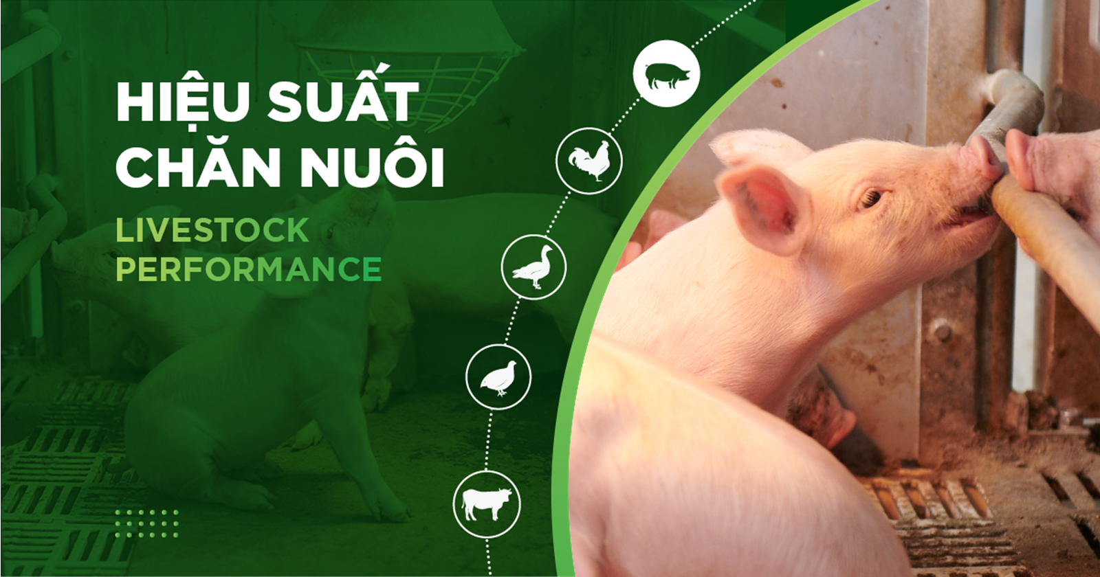 HIỆU SUẤT CHĂN NUÔI TRẠI HEO- KHÁCH HÀNG TRẦN THỊ MỸ HẠNH