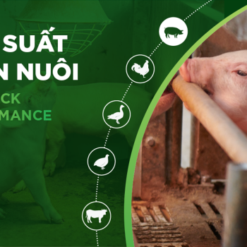 HIỆU SUẤT CHĂN NUÔI TRẠI HEO- KHÁCH HÀNG NGUYỄN VĨNH HƯNG