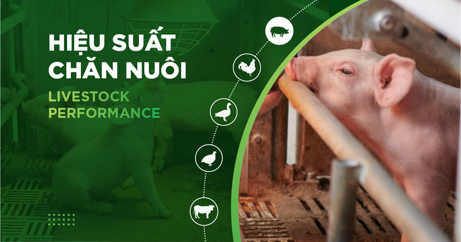 HIỆU SUẤT CHĂN NUÔI TRẠI HEO- KHÁCH HÀNG NGUYỄN VĨNH HƯNG