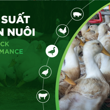 HIỆU SUẤT CHĂN NUÔI TRẠI VỊT- KHÁCH HÀNG NGUYỄN ĐĂNG HỒNG QUÂN