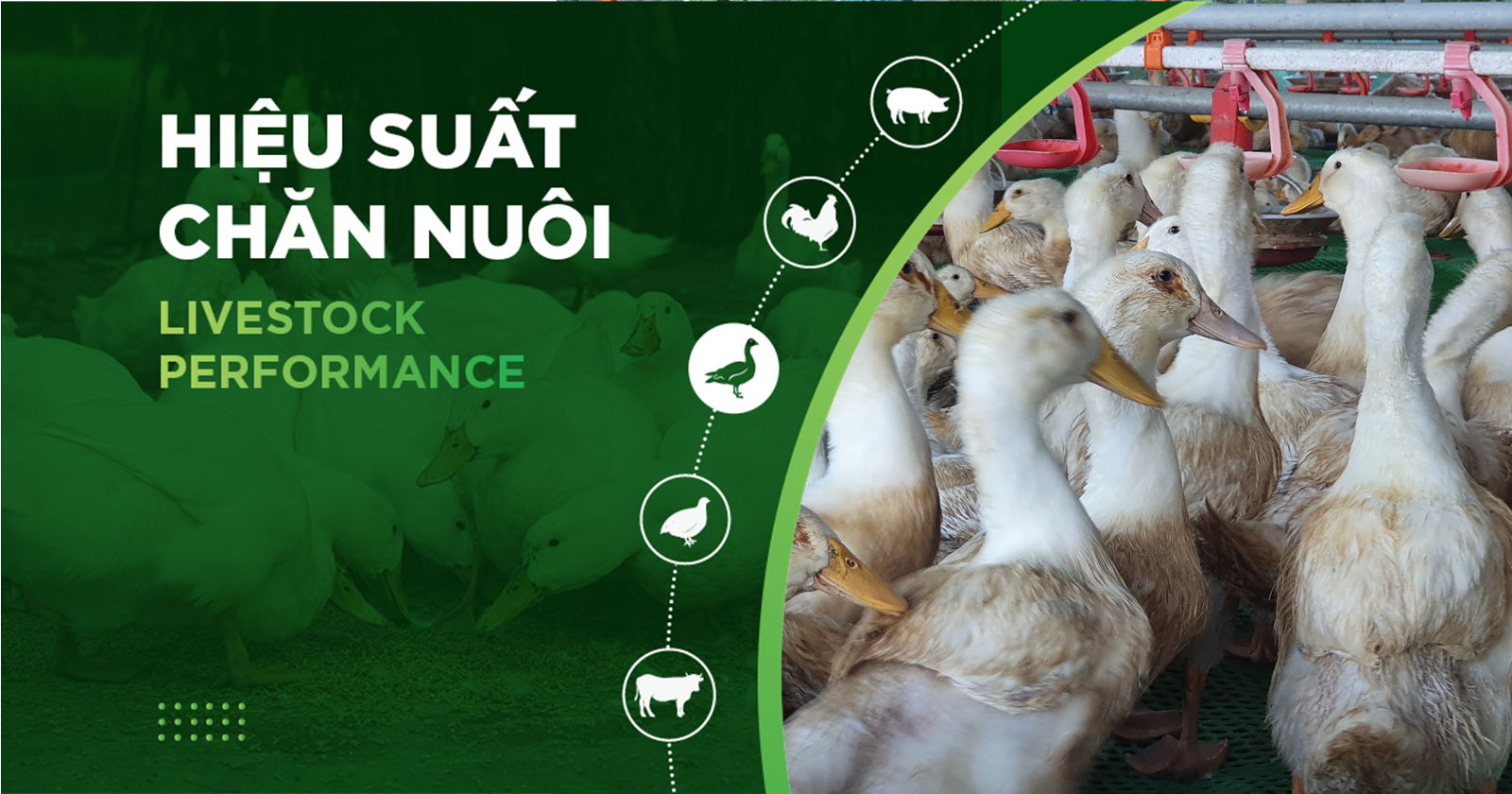 HIỆU SUẤT CHĂN NUÔI TRẠI VỊT- KHÁCH HÀNG NGUYỄN ĐĂNG HỒNG QUÂN