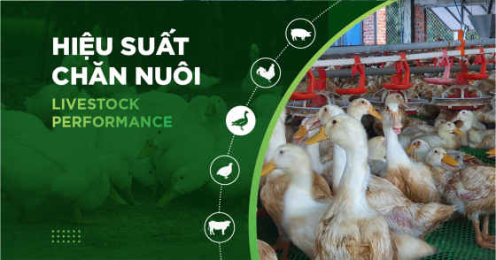 HIỆU SUẤT CHĂN NUÔI TRẠI VỊT THỊT – KHÁCH HÀNG NGUYỄN ĐỨC NGÀ