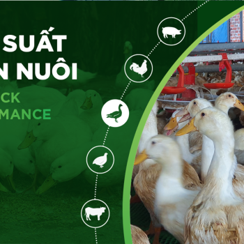 HIỆU SUẤT CHĂN NUÔI TRẠI VỊT- KHÁCH HÀNG NGUYEN THANH KHOI