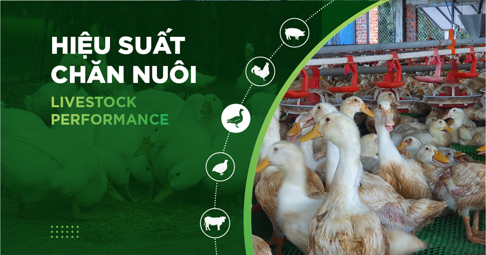 HIỆU SUẤT CHĂN NUÔI TRẠI VỊT- KHÁCH HÀNG NGUYEN THANH KHOI