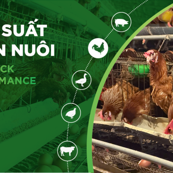 HIỆU SUẤT CHĂN NUÔI TRẠI GÀ- KHÁCH HÀNG LÊ HỮU TRÍ