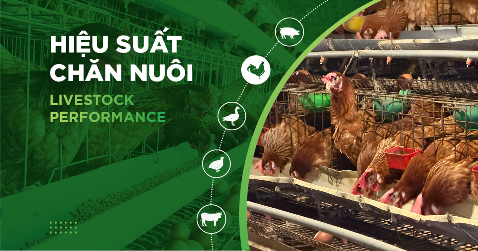 HIỆU SUẤT CHĂN NUÔI TRẠI GÀ- KHÁCH HÀNG LÊ HỮU TRÍ
