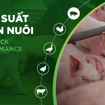 HIỆU SUẤT CHĂN NUÔI TRẠI HEO- KHÁCH HÀNG KIÊN TÂM
