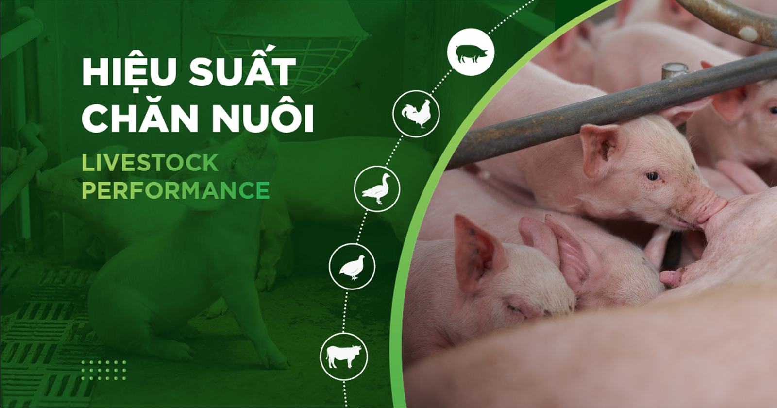 HIỆU SUẤT CHĂN NUÔI TRẠI HEO- KHÁCH HÀNG KIÊN TÂM