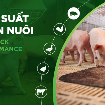 HIỆU SUẤT CHĂN NUÔI TRẠI HEO THỊT – KHÁCH HÀNG HÀ LIÊN