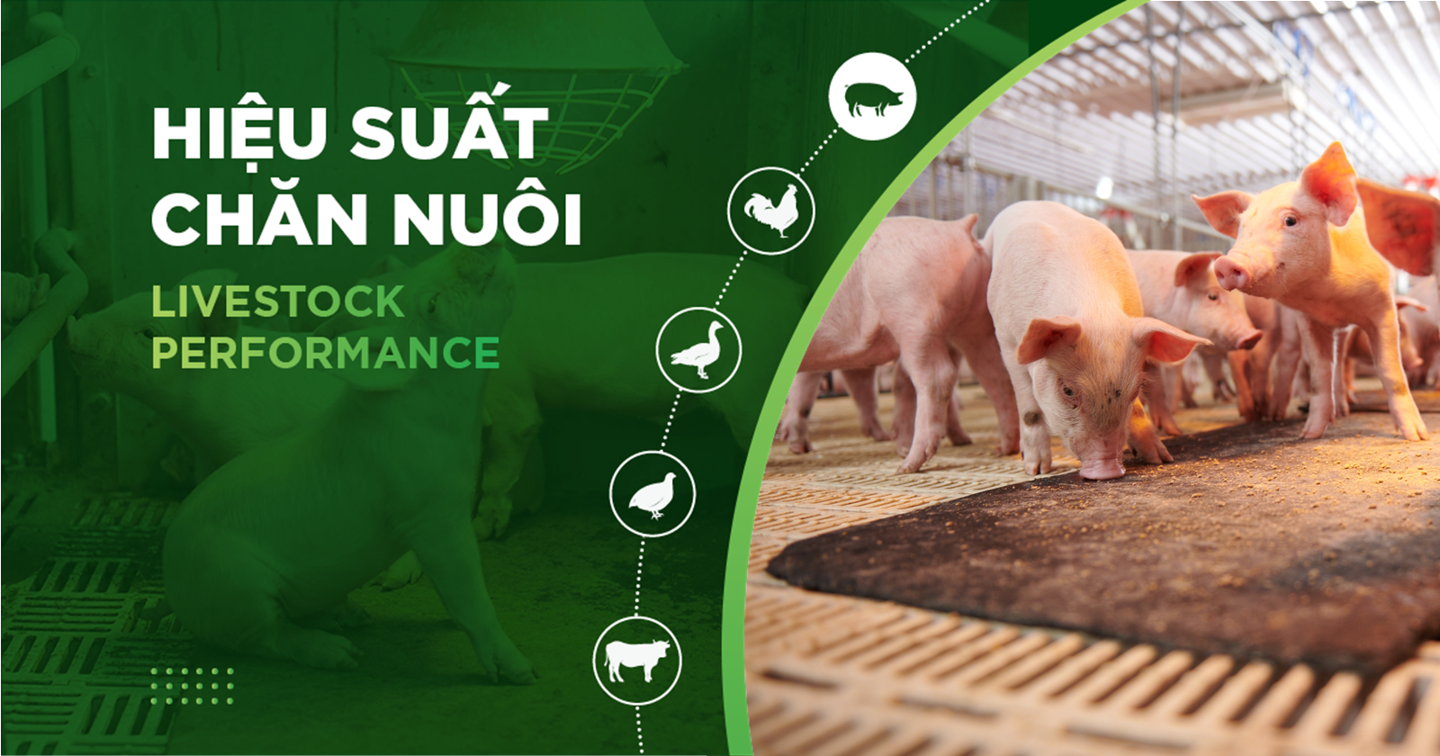 HIỆU SUẤT CHĂN NUÔI TRẠI HEO THỊT – KHÁCH HÀNG HÀ LIÊN