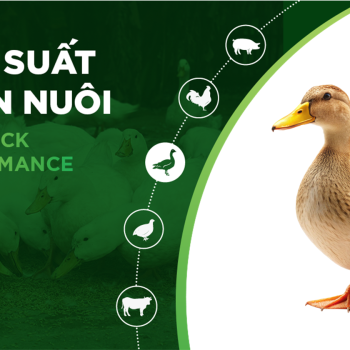 HIỆU SUẤT CHĂN NUÔI TRẠI VỊT THỊT – KHÁCH HÀNG MR.THẮNG