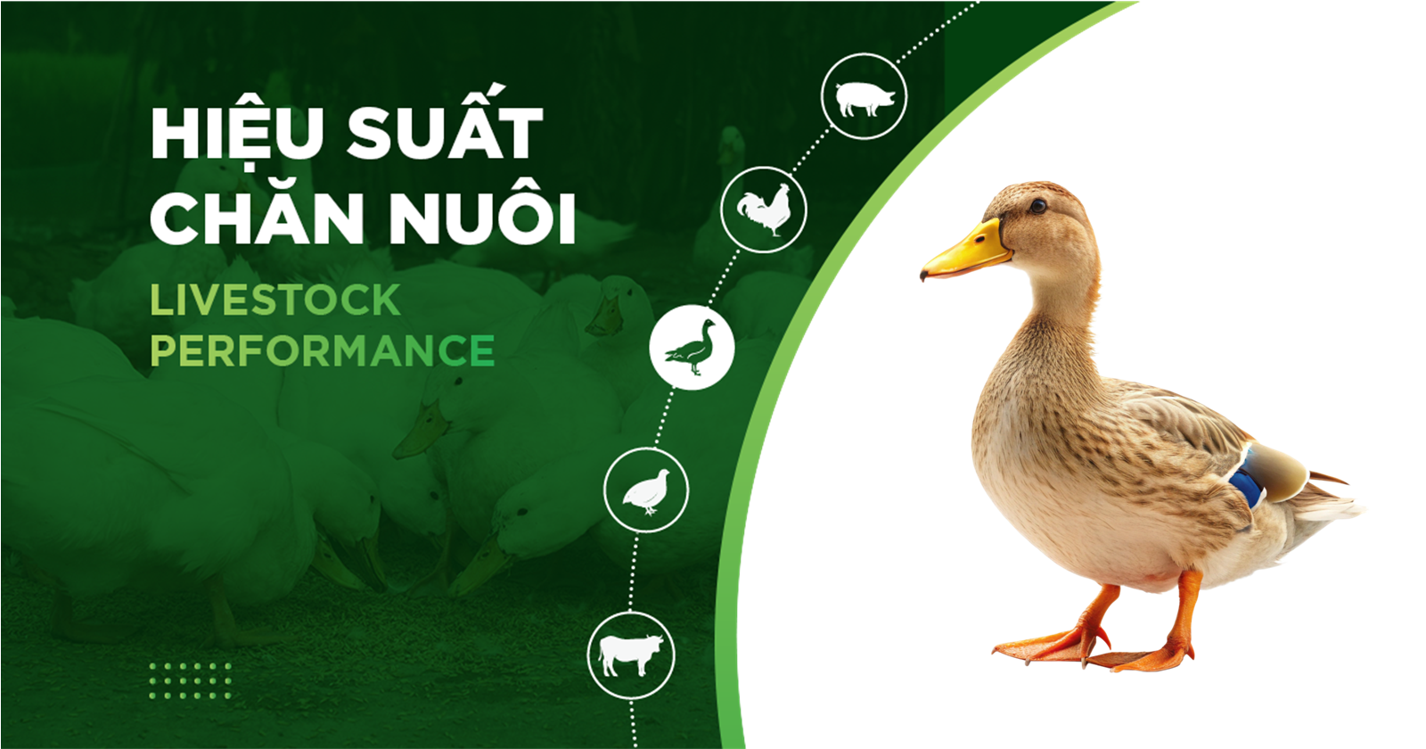 HIỆU SUẤT CHĂN NUÔI TRẠI VỊT THỊT – KHÁCH HÀNG MR.THẮNG